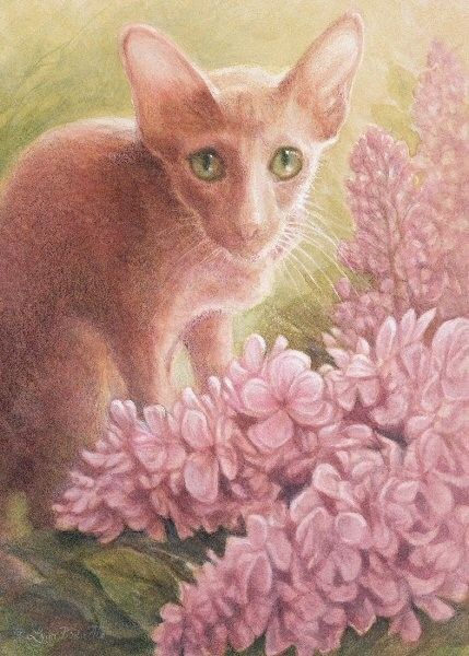 CHATS-LB-ORIENTAL WITH PINK LILAC