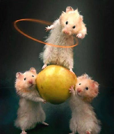 ANIMAUX-HAMSTERS